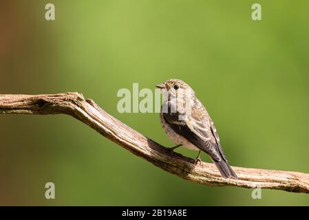 pied flycatcher (Ficedula hypoleuca), immature, Netherlands, Overijssel Stock Photo