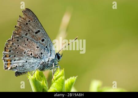 Purple-shot Copper (Lycaena alciphron), imago, side view, Hungary Stock Photo
