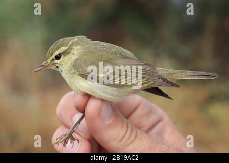 green willow warbler (Phylloscopus nitidus), in the hand during ringing, Israel Stock Photo
