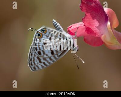 Lang's short-tailed blue (Leptotes pirithous), on red blossom, Gambia Stock Photo