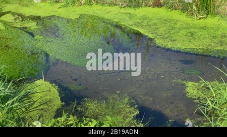 common water-starwort, European water-starwort (Callitriche palustris agg.), in a creek, Germany Stock Photo