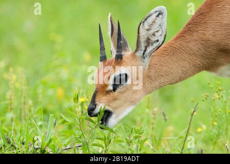 steenbok (Raphicerus campestris), eating young male, portrait, South Africa, Mpumalanga, Kruger National Park Stock Photo