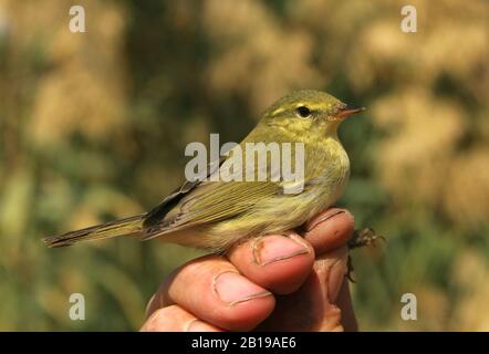 green willow warbler (Phylloscopus nitidus), in the hand during ringing, Israel Stock Photo