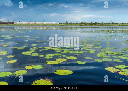 white water-lily, white pond lily (Nymphaea alba), Train ride through Nature reserve Naardermeer, Netherlands, Northern Netherlands, Naardermeer, Naarden Stock Photo