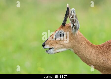 steenbok (Raphicerus campestris), young male, portrait, South Africa, Mpumalanga, Kruger National Park Stock Photo