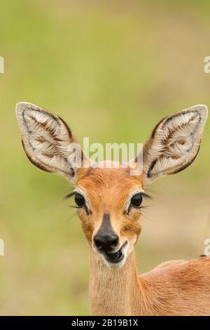 steenbok (Raphicerus campestris), female, portrait, South Africa, Mpumalanga, Kruger National Park Stock Photo