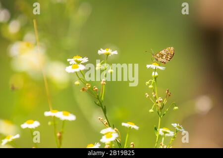 Melitaea deione, provençal fritillary butterfly feeding in a vibrant meadow under bright sunlight Stock Photo