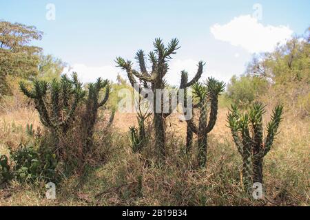 Wild cactus in nature. Desert landscapes Stock Photo