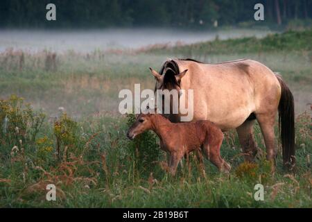 Tarpan (Equus ferus gmelini, Equus gmelini), mare and foal in a meadow with ground fog, Netherlands, Wassenaar Stock Photo