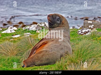 Hooker's sea lion, New Zealand sea lion, Auckland sea lion (Phocarctos hookeri), lies on shore, New Zealand Stock Photo