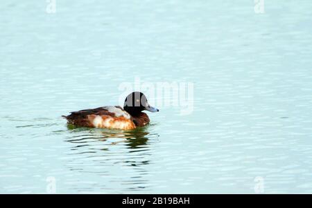 greater scaup (Aythya marila), swimming, Flevoland, Flevopolder Stock Photo