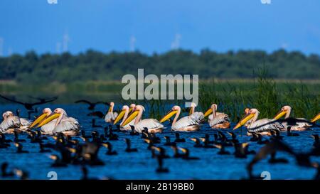 eastern white pelican (Pelecanus onocrotalus), eastern white pelicans swimming together with cormorants on a lake, Romania, Danube Delta Stock Photo