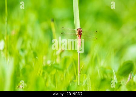 Red male Common Darter Sympetrum striolatum dragonfly with his wings spread he is drying his wings in the early, warm sun light resting in green grass Stock Photo