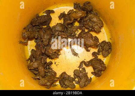 European common toad (Bufo bufo), toads in a bucket, Netherlands Stock Photo