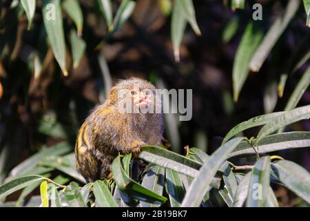 Pygmy Marmoset or Dwarf Monkey, small monkey on the tree Stock Photo