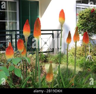 Beautiful group of red hot pokers of varying heights with building in background Stock Photo