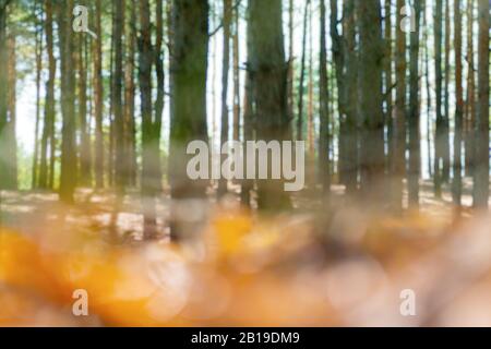 Blurred forest background, defocused tall pines, sunny day. Stock Photo