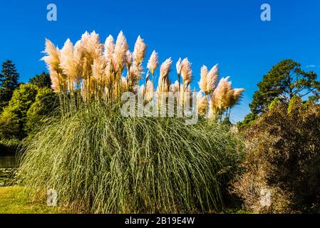 Pampas Grasses at Sheffield Park, Sussex, UK Stock Photo
