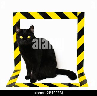 Black cat isolated with black and yellow stripy signal tape. Conceptual image of dangerous animal on white background. Stock Photo