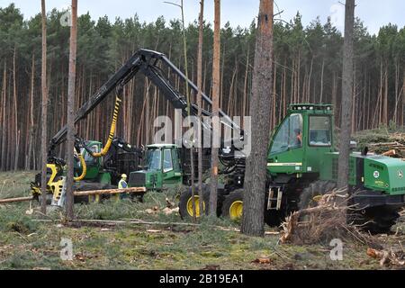 Gruenheide, Germany. 21st Feb, 2020. On the site of the future Tesla Gigafactory in Gruenheide, the clearing work is progressing rapidly on 21.2.2020. Under police protection, trees are felled and the area is secured. Starting in the summer of 2021, 150,000 Model 3 and Y electric cars will be built here, east of the Berlin A10 autobahn ring road, in the first phase. Credit: Thomas Uhlemann/dpa-zentralbild/ZB/dpa/Ģ����ý Live News Stock Photo