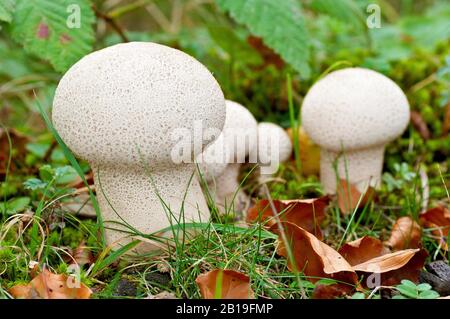 Common Puffball (lycoperdon perlatum), close up of a cluster of fruiting bodies growing amongst the leaf litter. Stock Photo