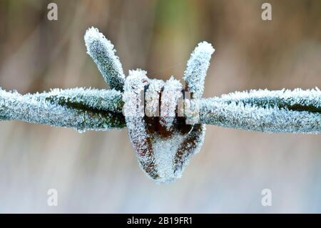 Close up of the frost that formed on a piece of a barbed wire after a sub zero night. Stock Photo