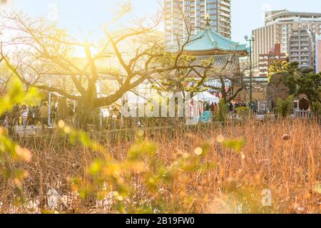 ueno, japan - january 02 2020: Dried lotus flowers shining in the sunset light in the pond of the Kaneiji Temple with the octogonal Shinobazuike Bente Stock Photo