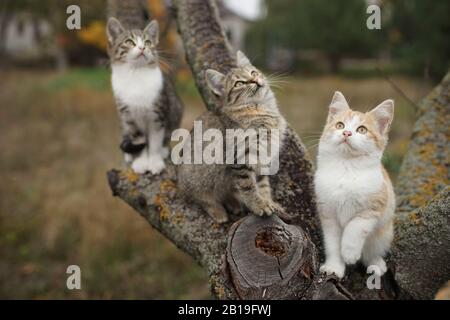 Three funny kittens sitting on a tree trunk. Lovely young cats play in nature Stock Photo