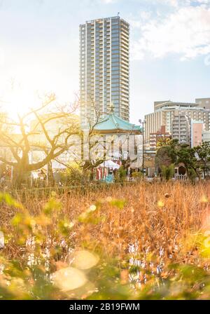 ueno, japan - january 02 2020: Dried lotus flowers shining in the sunset light in the pond of the Kaneiji Temple with the octogonal Shinobazuike Bente Stock Photo