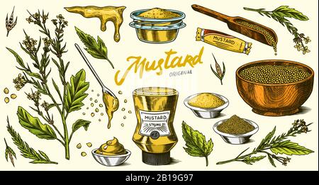 Mustard seeds set. Spicy condiment, seasoning bottle, packaging and leaves, wooden spoons, plant, sauce in gravy boat, whole and ground grains Stock Vector