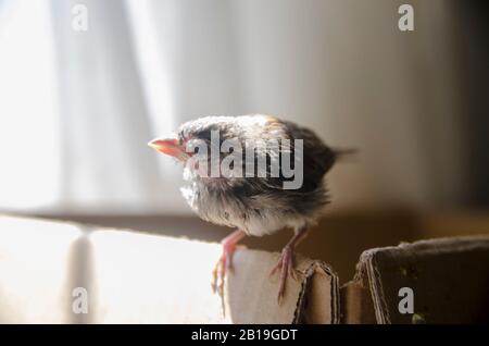Feeding Baby Sparrow Stock Photo