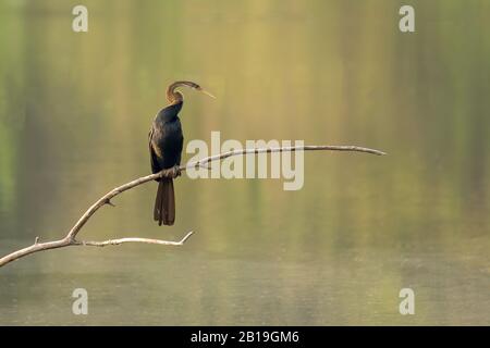 A lone Oriental darter (Anhinga melanogaster), also called the Indian darter and Snakebird, perched on branch, above water. Stock Photo