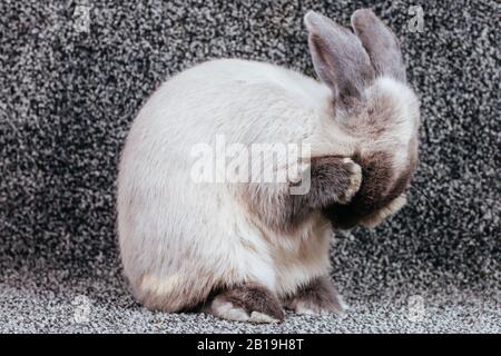 Lop Rabbit on Isolated Background Stock Photo