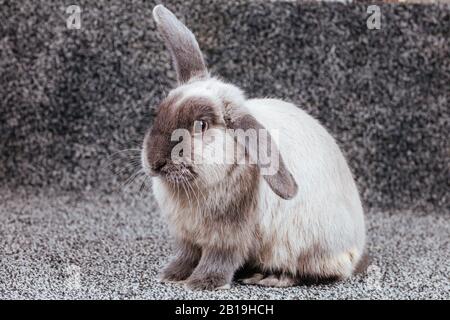 Lop Rabbit on Isolated Background Stock Photo