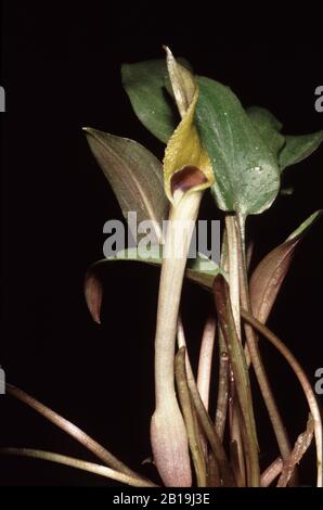 Flower (inflorescence) of Beckett's water trumpet, Cryptocoryne beckettii Stock Photo