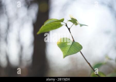 Green leaves on a branch in the forest against the sky and trees in blur. Stock Photo