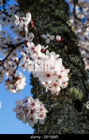 Beautiful almond blossoms on the bark of the tree on a sunny day. . Prunus dulcis. Arabian Almond Tree. Stock Photo