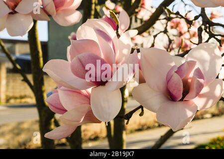 Beautiful magnolia flowers on a sunny day. Magnolia × soulangeana. Stock Photo