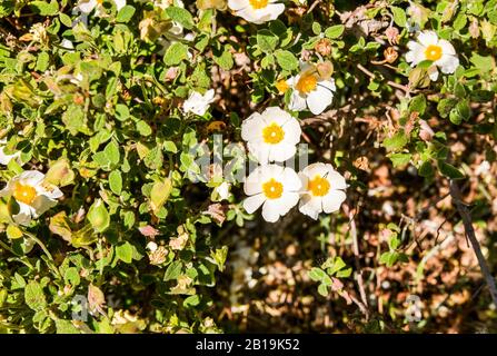 wild rose flowers in the field Stock Photo