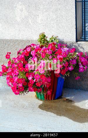 Wooden pot made with a wastebasket with pretty petunias. Petunia × atkinsiana Surfinia. Recycling of materials. Stock Photo