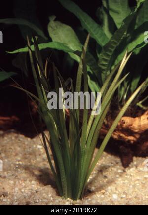 Wild celery or Eel grass, Vallisneria spiralis Stock Photo