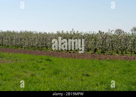 Spring landscape with fields, orchards and roads in Haspengouw region, Limburg, Belgium in sunny day Stock Photo