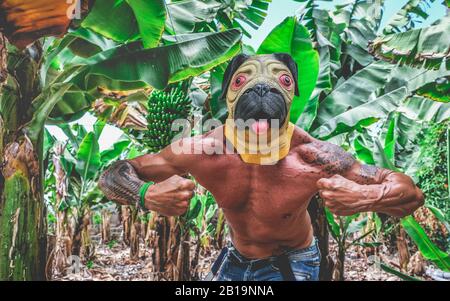 Crazy tattoo man inside bananas plantation - Hipster guy with dog mask making funny position in front of the camera - Absurd and funny trend concept - Stock Photo