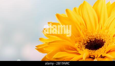 Closeup of a beautiful yellow daisy flower on a light background with copy space Stock Photo