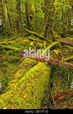 Moss covered fallen trees in red beech forest, Lake Gunn Nature Walk, Eglinton Valley, Fiordland Natl Park, Southland Region, South Island New Zealand Stock Photo
