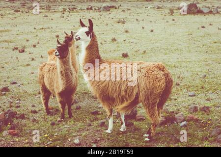 Llamas (Alpaca) in Andes Mountains, Ecuador, South America. Stock Photo