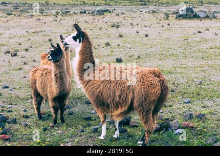 Llamas (Alpaca) in Andes Mountains, Ecuador, South America. Stock Photo