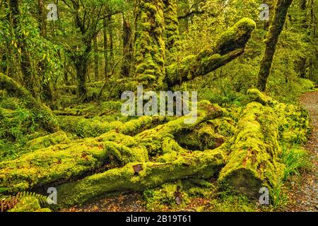 Moss covered fallen trees in red beech forest, Lake Gunn Nature Walk, Eglinton Valley, Fiordland Natl Park, Southland Region, South Island New Zealand Stock Photo