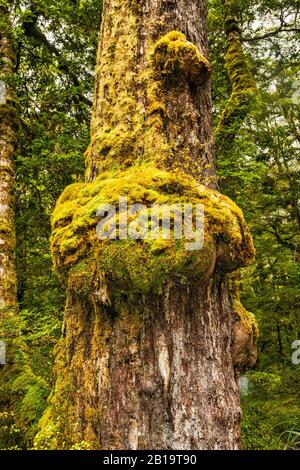 Burls growing on red beech trunk, Lake Gunn Nature Walk, Eglinton Valley, Fiordland National Park, Southland Region, South Island, New Zealand Stock Photo