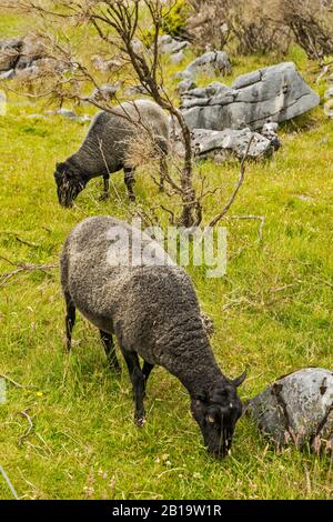 Sheep at pasture, Takaka Hill area, near Abel Tasman National Park, Tasman District, South Island, New Zealand Stock Photo